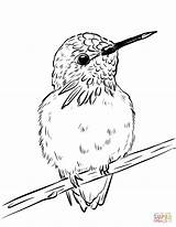 Hummingbird Beija Colibri Flower Hummingbirds Kolibri Kleurplaat  sketch template