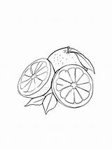 Grapefruit coloring pages sketch template
