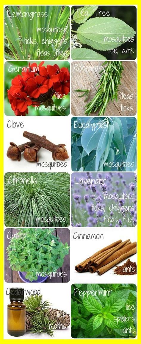 indigo 26: DIY Natural Bug Repellents for Your Body | Natural Bug Repellent For Garden | Organic ...