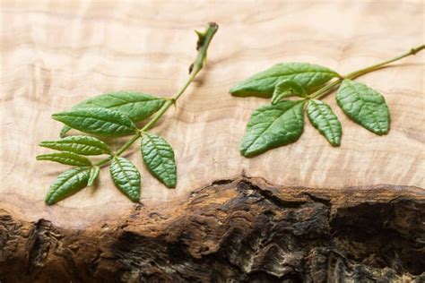 Cooking With American Kinome Also Known as Zanthoxylum or Sansho Leaves