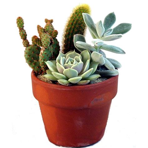 Cactus & Succulent Garden - 3" Clay Pot - 3 Different Plants - Walmart.com - Walmart.com