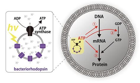 Scientists create artificial cells capable of making their own ENERGY | Daily Mail Online