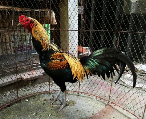 Asil Chicken or Aseel Murga: Pictures, Breeds, and Facts