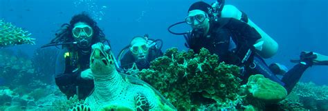 Scuba Diving in Galapagos | Diving Cruises | Voyagers Travel | South ...