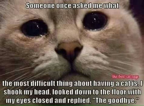 Sad Goodbye Cat Meme