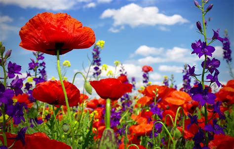 Wallpaper summer, flowers, Maki, flowering, field, poppy, poppy field, wild flowers images for ...