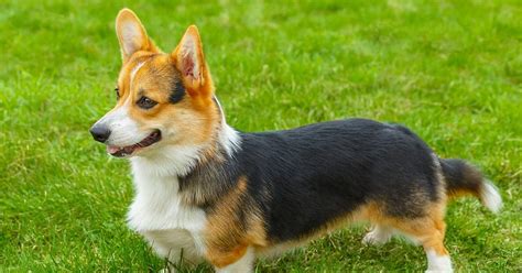 Pembroke Welsh Corgis: Temperament, Size, Life Expectancy | atelier-yuwa.ciao.jp