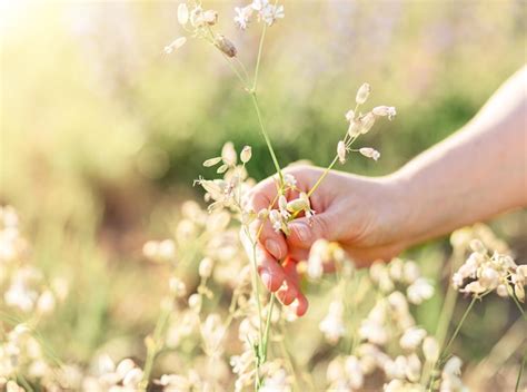 Premium Photo | Hand picking collecting herbal flowers wild meadow plants