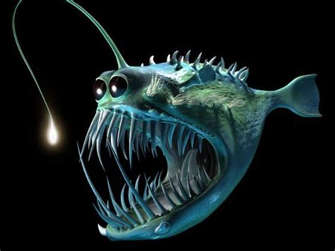 Which Deep Sea Monster Are You? | Angler fish, Scary fish, Deep sea ...