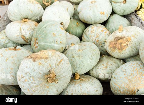 Sweet Meat blue winter squash on display at the farmers market Stock ...