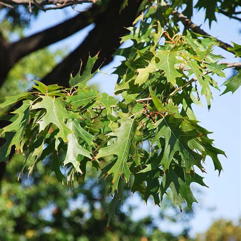 Northern Red Oak Trees for Sale at Arbor Day's Online Tree Nursery - Arbor Day Foundation