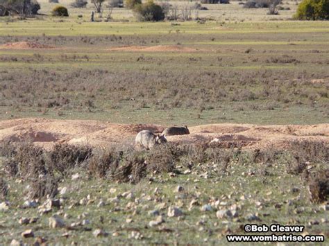 Wombat Burrows Picture