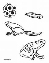 Frog Frogs Cycle Amphibians Metamorphosis Enchantedlearning Tadpoles  sketch template