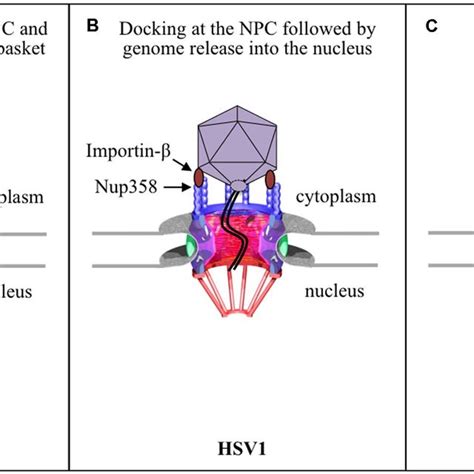 | Summary of key features of the DNA viruses discussed in this review ...