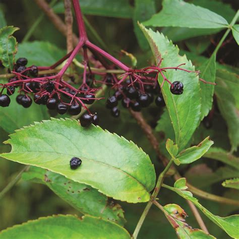 Sambucus canadensis · Earth@Home: Biodiversity