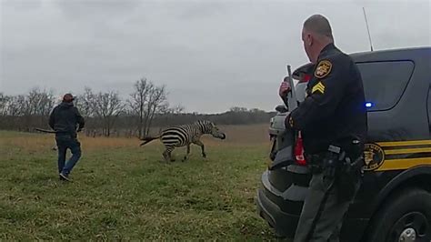 Zebra bites man’s arm off in Pickaway County before being put down | O ...