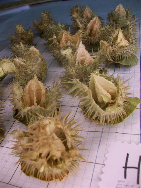 Datura Inoxia Empty SEED PODS Dried Moonflower Thornapple 2020 | Etsy