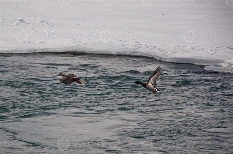 Mallard Ducks in Flight 7212420 Stock Photo at Vecteezy