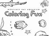 Coloring Pages At The Monterey Bay Aquarium  Coloring Ocean sketch template