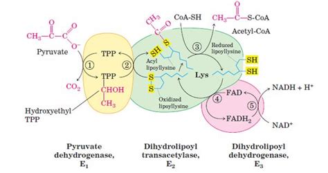 pyruvate dehydrogenase complex structure | Human anatomy and physiology ...