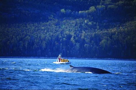 Ethical Wildlife Encounter: A Tadoussac Whale Watching Trip