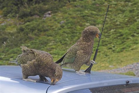 Blog Post | Beware of Bird: Keas vs. Kias | Car Talk