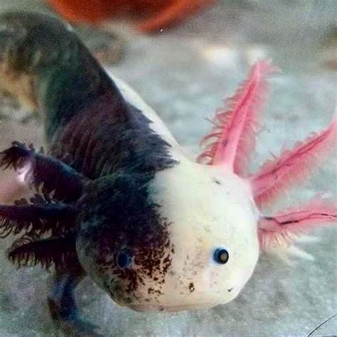 mosaic | Axolotl cute, Axolotl pet, Pretty animals