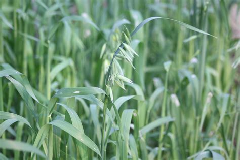 Oats | Diseases and Pests, Description, Uses, Propagation