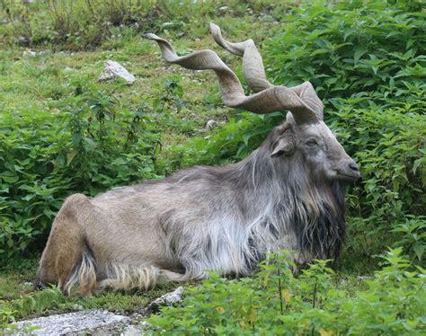 Markhors: magnificent corkscrew horned goats living high in the Himalayas | One Earth