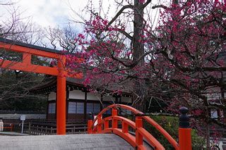 Plum blossoms | Shimogawamo jinja shrine, Kyoto. | pelican | Flickr