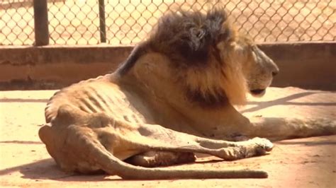 Starving and emaciated zoo animals 'sacrificed and fed to other captive beasts' - World News ...