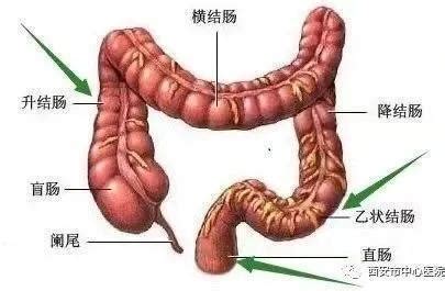 阑尾炎与盲肠炎 还傻傻分不清楚吗？——一位盲肠炎患者自述_新浪陕西_新浪网