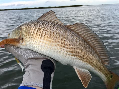 Redfish on the half shell downright easy to enjoy