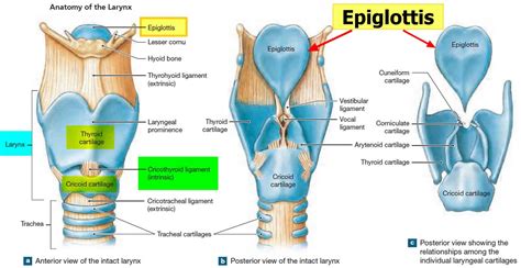 Epiglottis anatomy, location, function and epiglottis infection