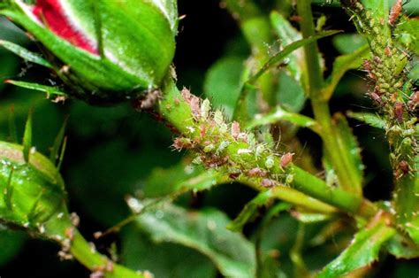 Homemade Aphid Spray Recipes | ThriftyFun