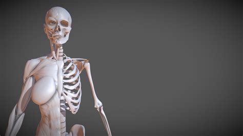 Female Skeleton Muscle 3d Print - 3D model by Mikle (@cgamit786) [b607d20] - Sketchfab