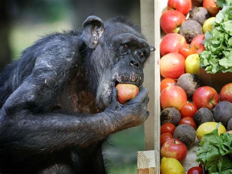 Watch The Moment A Dying Chimpanzee Recognizes An Old Friend | WBUR News