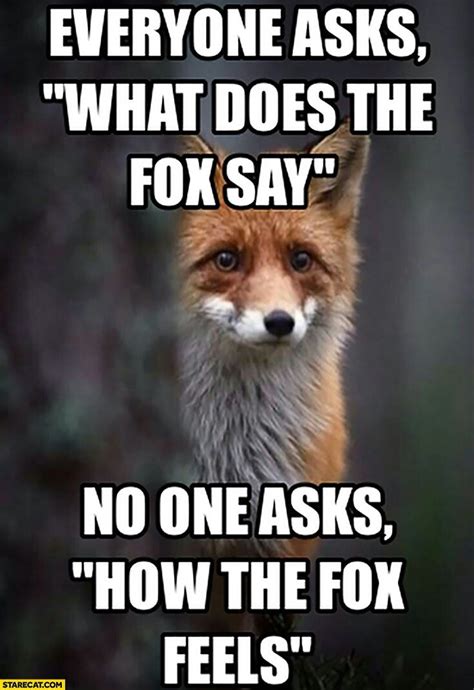 This is soooo super funny | Fox memes, Memes, Fox