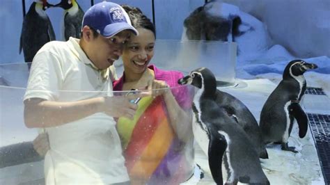 Nica's 18th - Penguin Encounter (Manila Ocean Park) - YouTube