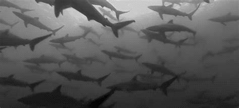 Sharks are straight-up great at existing! They've been swimming on our planet for almost 400 ...
