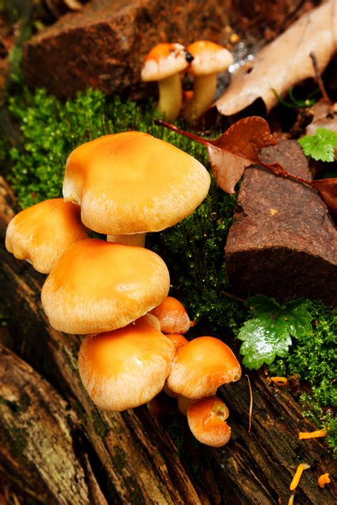 Wild Mushrooms Growing Free Stock Photo - Public Domain Pictures