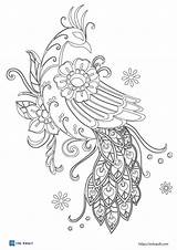 18 peacock coloring Pages  ESL Vault sketch template