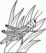 Cricket Insect Coloring Page sketch template