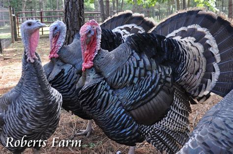 Roberts Farm: Heritage Bronze Turkeys