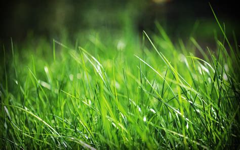 Green Grass Wallpapers - Top Free Green Grass Backgrounds - WallpaperAccess