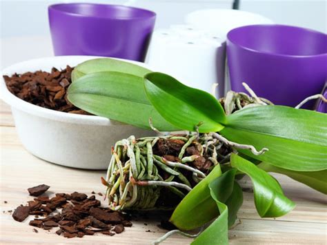Why to Repot Your Orchids? 5 Things to Consider - Plant Index