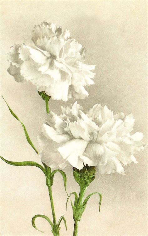 watercolor white carnation images - Google Search | Flower painting, Vintage flowers, Carnation ...