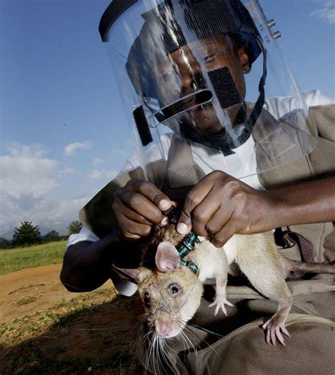 Heroic Rats Sniff Out Landmines In Africa, Could Save 1,000s Of People Worldwide | Bored Panda