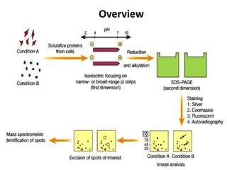 2 d gel electrophoresis | PPT