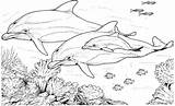 Dolphins coloring Pages — 100 Free Coloring sketch template
